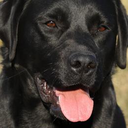 Labrador Retrievers from Shadowmyst Labradors