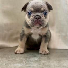 Blue - Tricolors male French Bulldog puppy in Wagoner, Oklahoma from Frenchie Frys