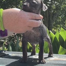 The Hoff - Black tan and white American Hairless Terrier puppy in Cleveland, Texas from Poise Aussies & American Hairless Terriers