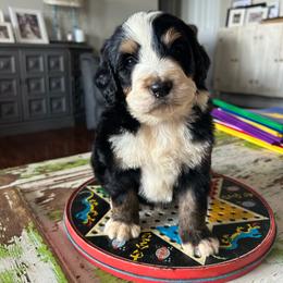 Jax - Tri-color male Bernedoodle puppy in Arabi, Georgia from Huckadoodle Farm