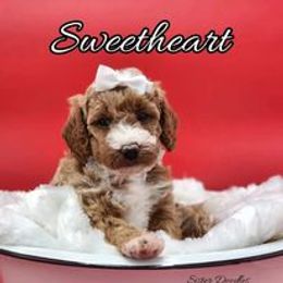 Goldendoodle Puppies from Sister Doodles