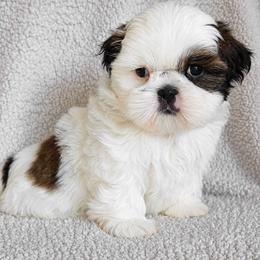 HANK - Brindle and white male Shih Tzu puppy in Las Vegas, Nevada from Beirin Breige Shih Tzus
