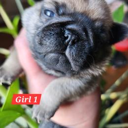 Girl 1 - Fawn female Pug puppy in Lebanon, Maine from Palatial Pugs LLC