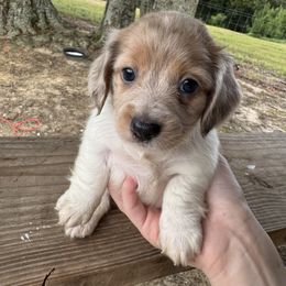 Dachshund Puppies from B’s Dachshunds