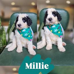 Millie - Black and white female Bernedoodle puppy in Wagener, South Carolina from Noble Friend Breeders LLC