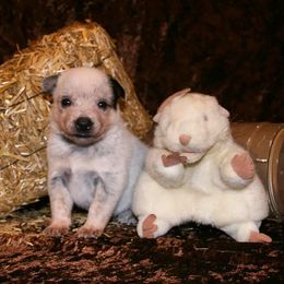 Australian Cattle Dog Puppies from Shada