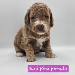 Dark Pink Female (formerly Purple) - Apricot female Goldendoodle puppy in Mocksville, North Carolina from Hunting Creek Farm & Kennel