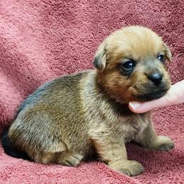 Purple Collar Female - Red female Norfolk Terrier puppy in Bristol, Tennessee from Holston Hollow Farm