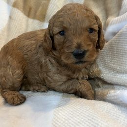 Bernard - Apricot male Poodle puppy in Greenville, South Carolina from Pepper Potts Puppies