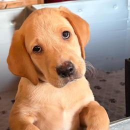 Brown - Yellow male Labrador Retriever puppy in Dennis, Mississippi from Outlaw Ridge Kennels