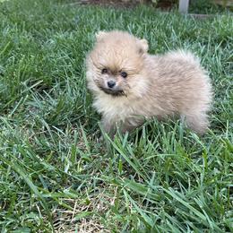 Pomeranian Puppies from Tinkerpoms