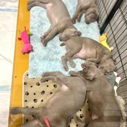 Weimaraners from Gentle soul Weimaraners