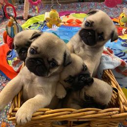 Golden Retrievers and Pugs from Oryan Goldens and Pugs
