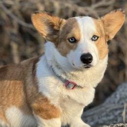 American Corgis from Crystal Blue Corgi