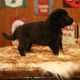 Vulcan - Bi-color male German Shepherd puppy in Philippi, West Virginia from Vom Haus Highlands