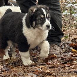 Mersedes - Gray female Central Asian Shepherd Dog puppy in East Camden, Arkansas from A Plus A
