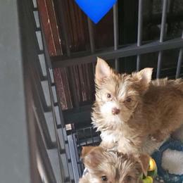 Boy 2 - Tan and white male Yorkshire Terrier puppy in Mobile, Alabama from Ace of Spades Yorkies