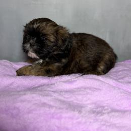 Pheebe - Chocolate and tan female Shih Tzu puppy in Ocala, Florida from Mimi's Shih-tzus of Ocala