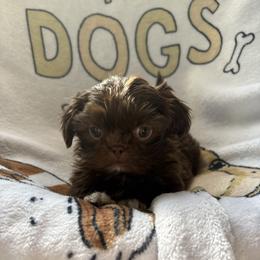 Professor - Chocolate male Shih Tzu puppy in Las Vegas, Nevada from Vegas Shih Tzus