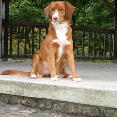 Mabel - Nova Scotia Duck Tolling Retriever