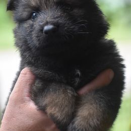 Purple female - Sable female German Shepherd puppy in Anniston, Alabama from Cottonwood Kennel