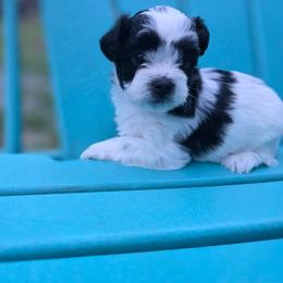 Bert - Black and white male Shichon puppy in Ronda, North Carolina from Willow River