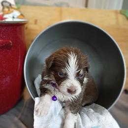 Misty (Purple Collar) - Red tri-color female Australian Shepherd puppy in Okeechobee, Florida from Rothsolid Puppies