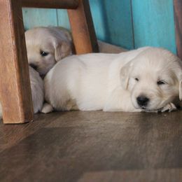 Golden Retriever Puppies from Golden Barnes Kennel