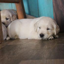 Golden Retriever Puppies from Golden Barnes Kennel
