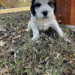 English Springer Spaniel Puppies from Cedar Ridge Kennels