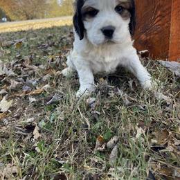 English Springer Spaniel Puppies from Cedar Ridge Kennels