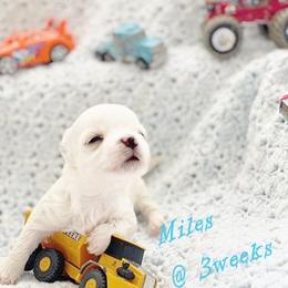 Maltese Puppies from Rockin Rivers AKC Maltese & Malshi's
