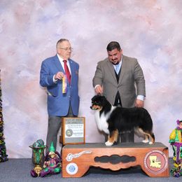 Miniature American Shepherd All Grown Up from Stellar Miniature American Shepherds