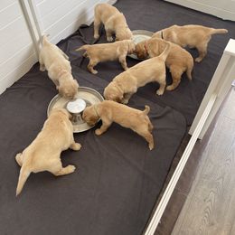 Golden Retriever Puppies from Upper Park Goldens