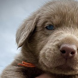 Dilute Retrievers and Labrador Retrievers from Olympic Mountain Labradors