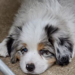 Australian Shepherd and Miniature American Shepherd Puppies from Bright Heart Aussies & Miniature American Shepherds