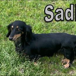 Sadie - Dachshund