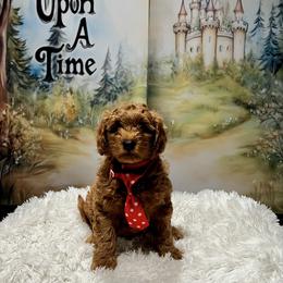 Carver - Red  male Goldendoodle puppy in Stroudsburg, Pennsylvania from Momma’s Mini Goldendoodles