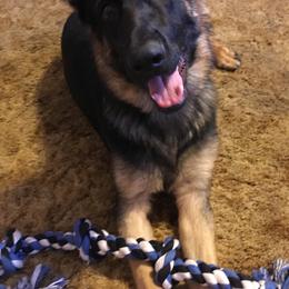 German Shepherds from Curtis n' Frances German Shedders Kennels