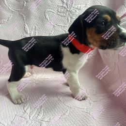 Ranger - Blue ticked and tan male Bluetick Coonhound puppy in Mount Pleasant, Texas from Harmons Hounds