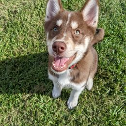 Ruby - Red and white Siberian Husky puppy in Bradenton, Florida from Island Huskies of Bradenton