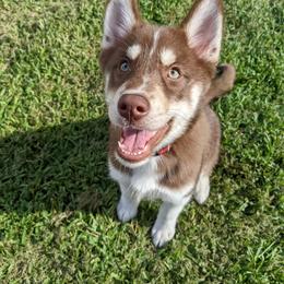 Ruby - Red and white Siberian Husky puppy in Bradenton, Florida from Island Huskies of Bradenton