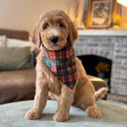 Snoopy (Green Collar) - Red  male Goldendoodle puppy in Bay City, Texas from Charming Doods