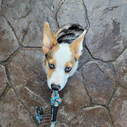 American Corgi and Pembroke Welsh Corgi Puppies from MKM Corgi Company