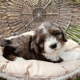 Bernedoodle and Goldendoodle Puppies from Dose of Doodles
