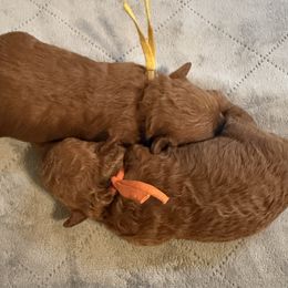 Poodle puppies from Coasta J’s Poodles LLC