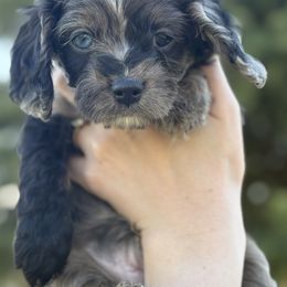 Cavalier King Charles Spaniel and Cavapoo Puppies from Woofery de Arana