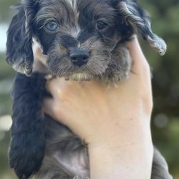 Cavalier King Charles Spaniel and Cavapoo Puppies from Woofery de Arana