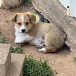 Geronimo - Sable male Pembroke Welsh Corgi puppy in Millsap, Texas from Punchy Pembroke Ranch