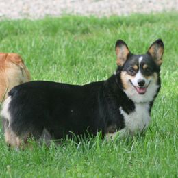 Betsy - Pembroke Welsh Corgi